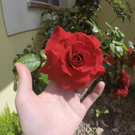 Privada En Reus Homestay szállás Tarragona